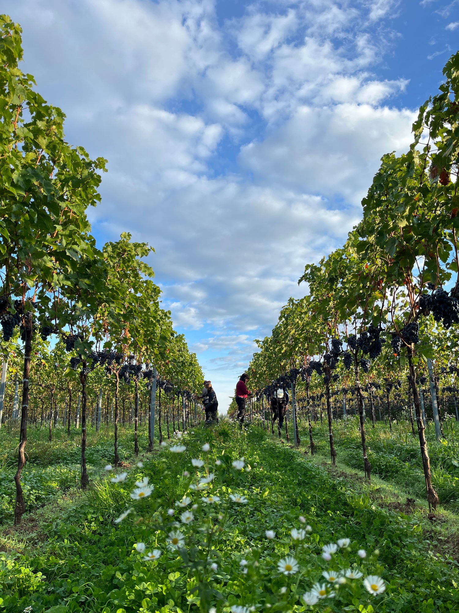 Bio-Weinberg mit Reben und roten Weintrauben bei der Handlese. Blühende Begrünung