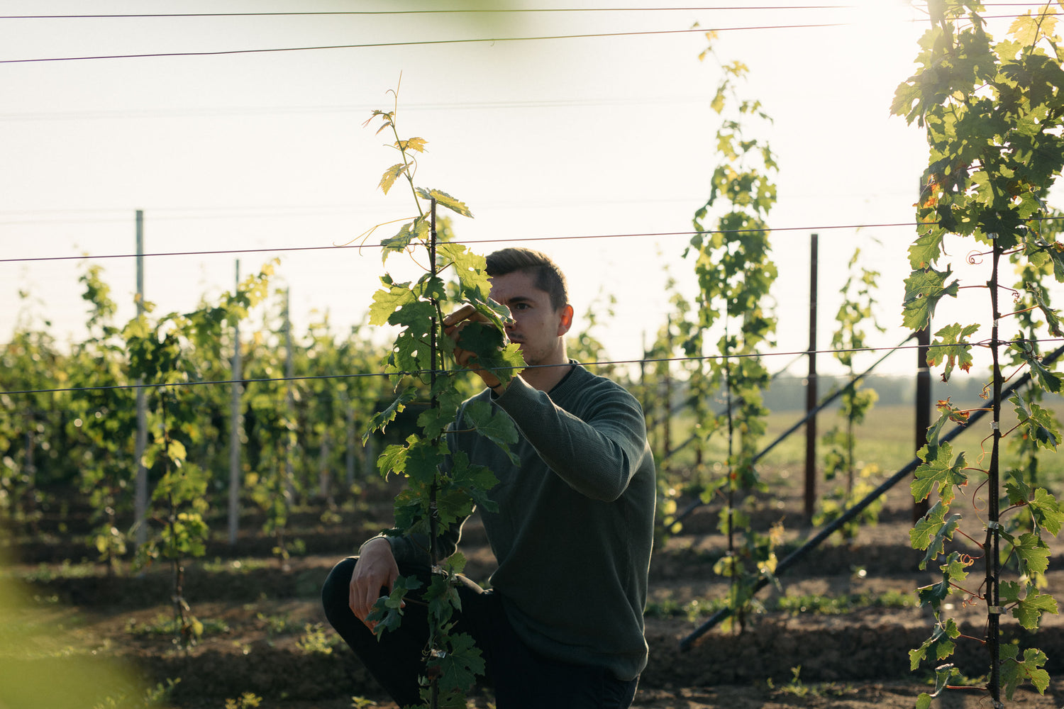 Eine Person im Jungfeld (Weinberg) beim Arbeiten an jungen Reben