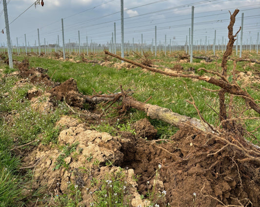 Weinbergsrodung – Drahtrahmen erhalten und PIWI-Reben pflanzen