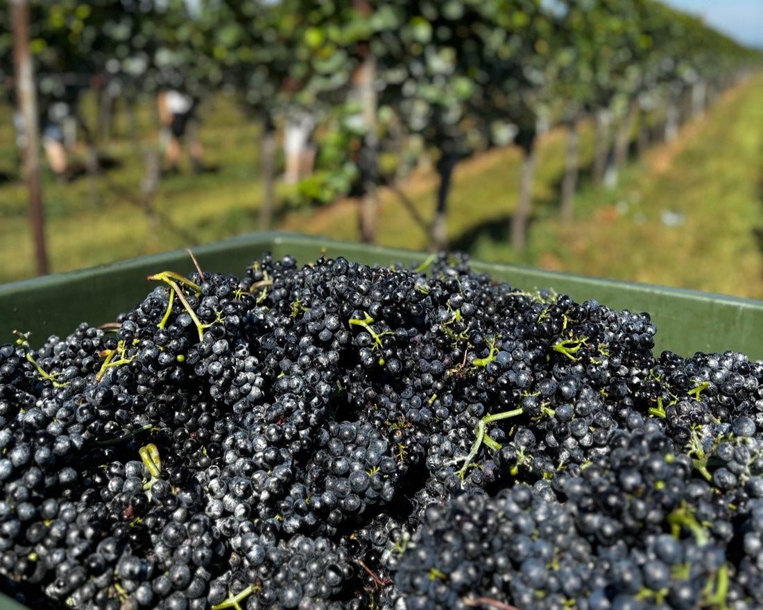 Rückblick auf die Weinlese 2024