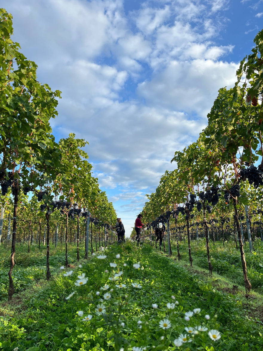 Begrünte Rebzeilen mit Trauben und Blüten im Weinberg des Weinguts Volz & Sohn in der Südpfalz