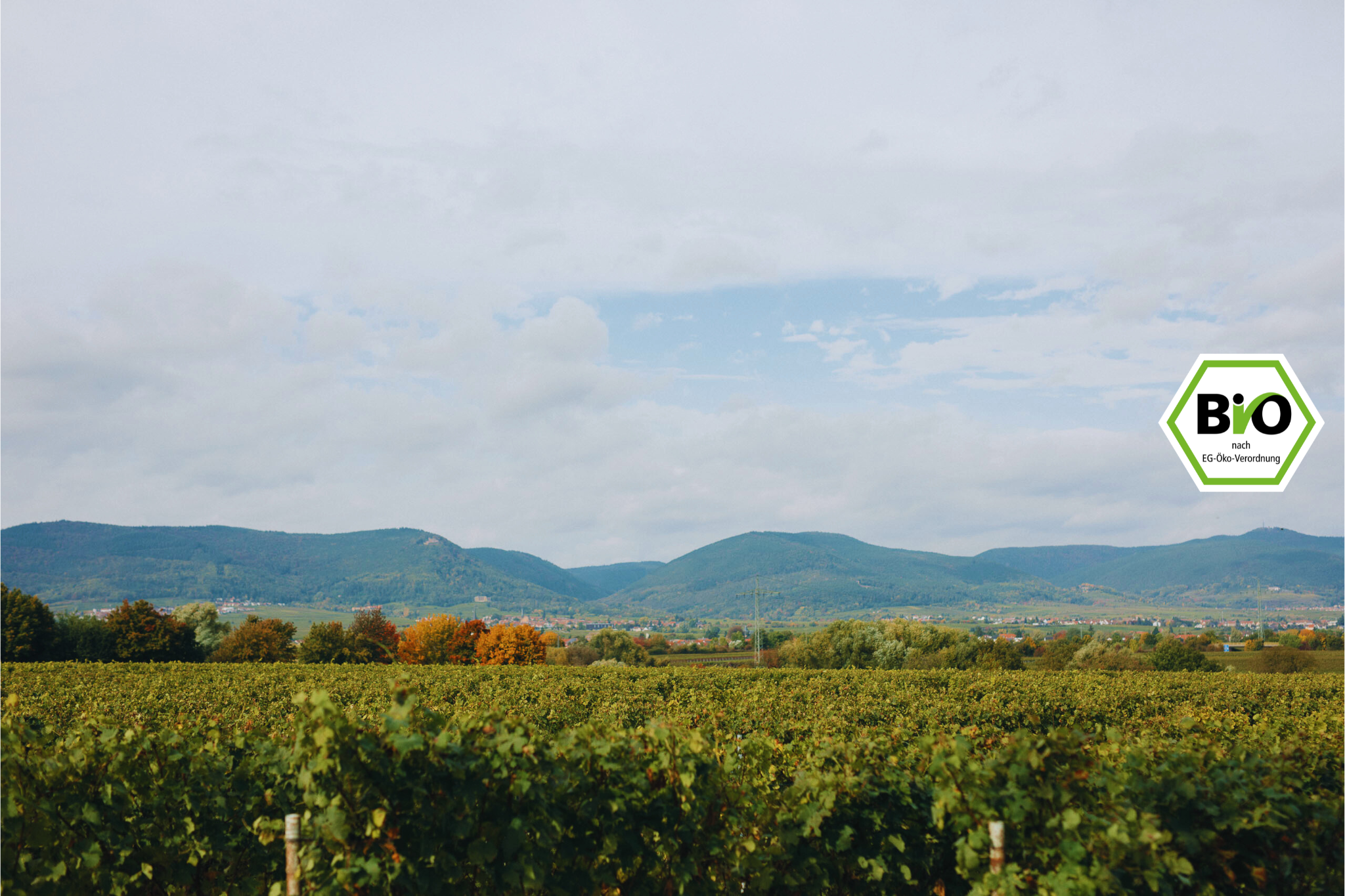 Panorama Landschafts Bild über die Bio Weinberge des Bio-Weingut Volz und Sohn in der Südpfalz