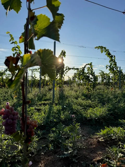 Trauben und begrünte Rebzeilen im Weinberg des Weinguts Volz & Sohn in der Südpfalz