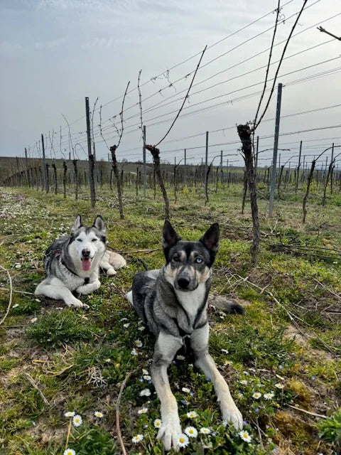 Unsere Hündinnen Luna und Auri zwischen den Rebzeilen