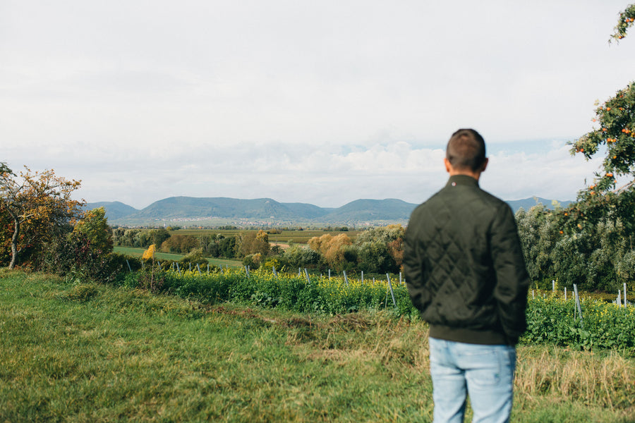 Blick über die Weinberge bei Essingen auf die Südpfalz
