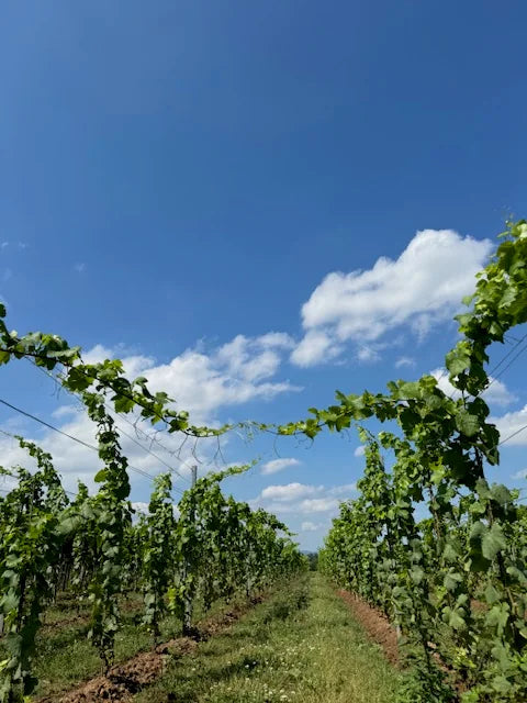 Blick zwischen den Rebzeilen des Weinguts Volz & Sohn in der Südpfalz
